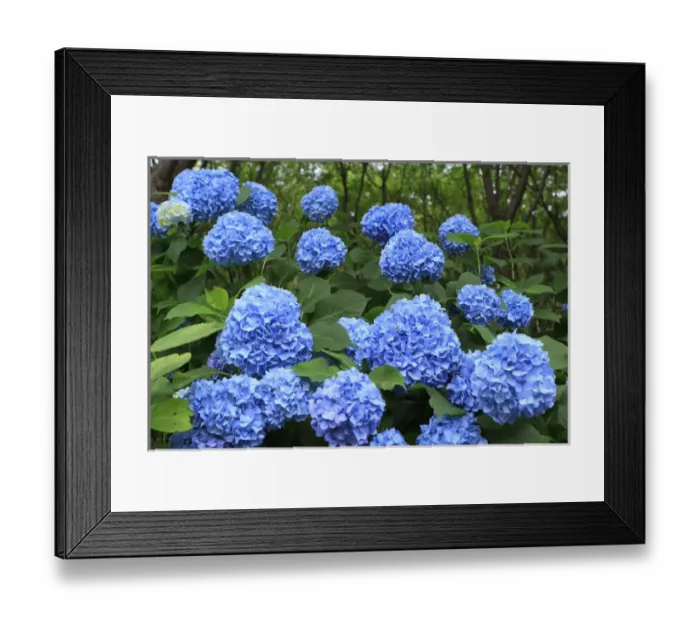 Framed Print : Brightly coloured Hydrangea flowers in the grounds of Kiyomizudera Temple in Kyoto, Japan Framed Print : Brightly coloured Hydrangea flowers in the grounds of Kiyomizudera Temple in Kyoto, Japan