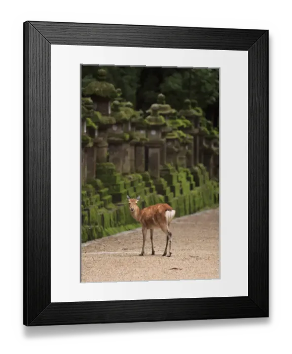Framed Print : A wild deer stands next to a long line of stone lanterns at the entrance to Kasuga Framed Print : A wild deer stands next to a long line of stone lanterns at the entrance to Kasuga
