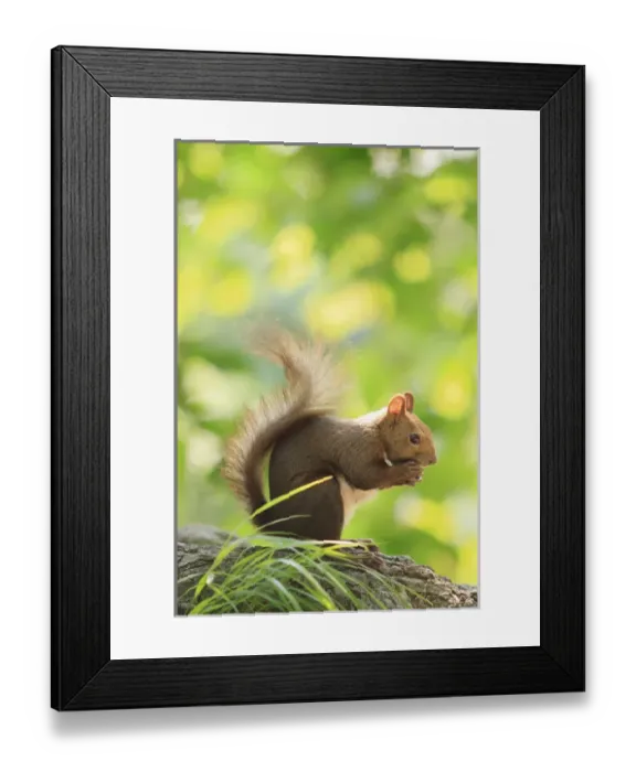Framed Print : Japanese Hokkaido Squirrel (Sciurus vulgaris Orientis) on Mt Maruyama, near the centre of Sapporo