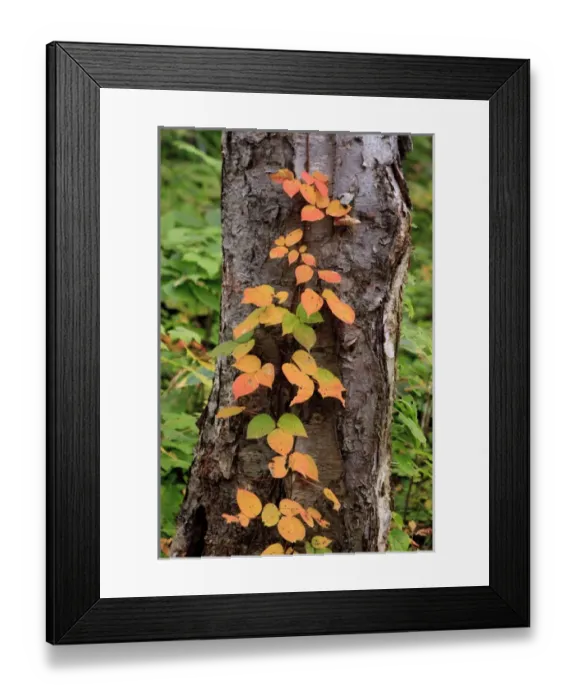 Framed Print : Early October brings the changing of the colour of the leaves to Mt Tenguyama, Otaru