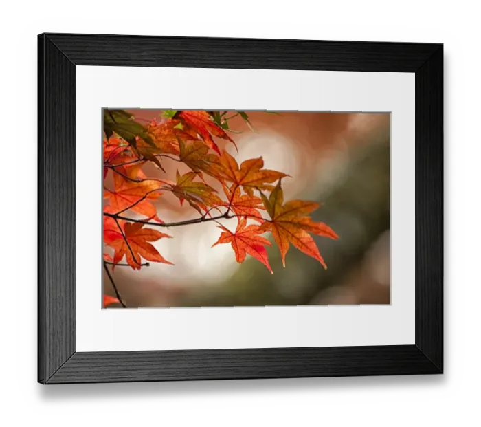 Framed Print : Red japanese maple leaves Framed Print : Red japanese maple leaves
