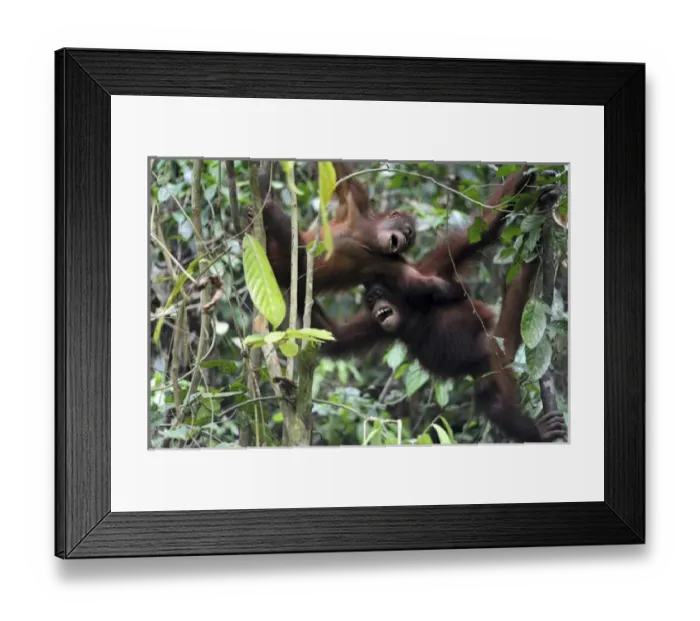 Framed Print : Malaysia, Borneo, Sepilok, Orangutan in the rainforest