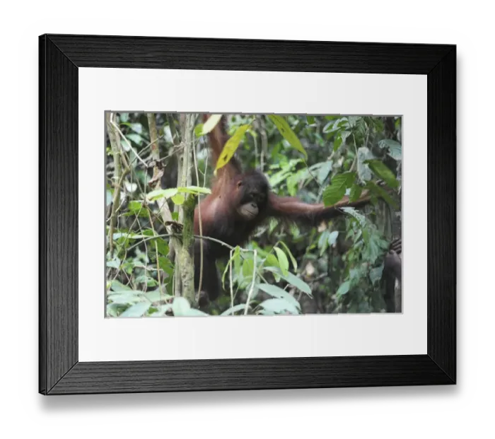 Framed Print : Malaysia, Borneo, Sepilok, Orangutan in the rainforest Framed Print : Malaysia, Borneo, Sepilok, Orangutan in the rainforest