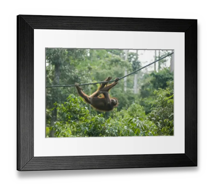 Framed Print : Malaysia, Borneo, Sepilok, Orangutan in the rainforest