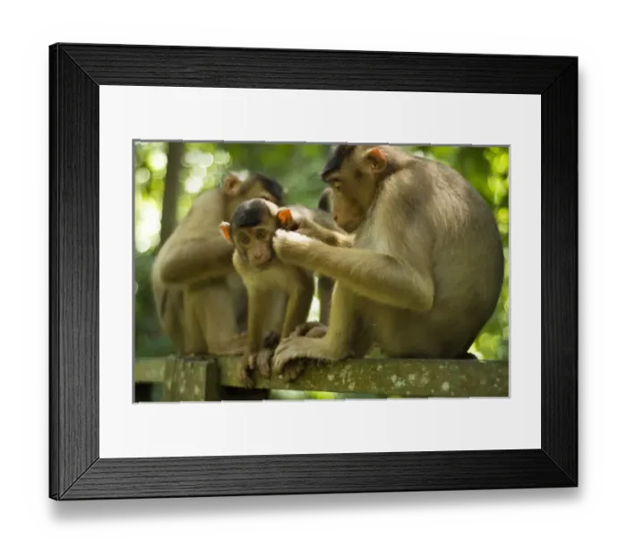 Framed Print : Malaysia, Borneo, Sepilok, Southern Pig-tailed Macaque (Macaca nemestrina) adult female with baby Framed Print : Malaysia, Borneo, Sepilok, Southern Pig-tailed Macaque (Macaca nemestrina) adult female with baby