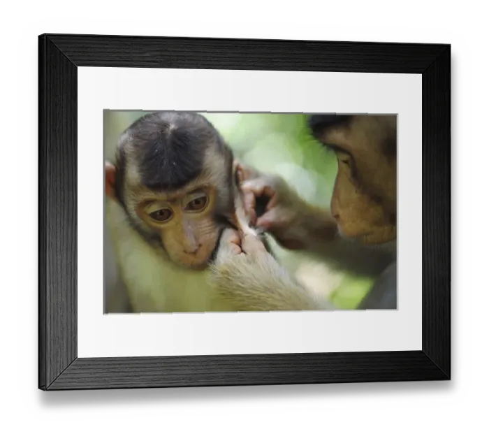 Framed Print : Malaysia, Borneo, Sepilok, Southern Pig-tailed Macaque (Macaca nemestrina) adult female with baby Framed Print : Malaysia, Borneo, Sepilok, Southern Pig-tailed Macaque (Macaca nemestrina) adult female with baby