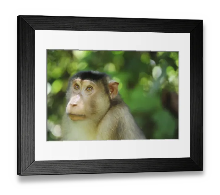 Framed Print : Malaysia, Borneo, Sepilok, close up of Southern Pig-tailed Macaque (Macaca nemestrina)