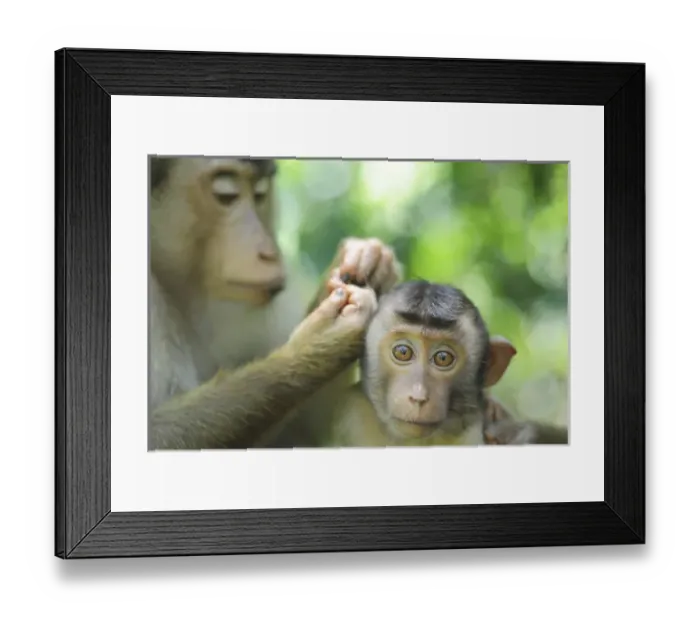 Framed Print : Malaysia, Borneo, Sepilok, Southern Pig-tailed Macaque (Macaca nemestrina) adult female with baby Framed Print : Malaysia, Borneo, Sepilok, Southern Pig-tailed Macaque (Macaca nemestrina) adult female with baby
