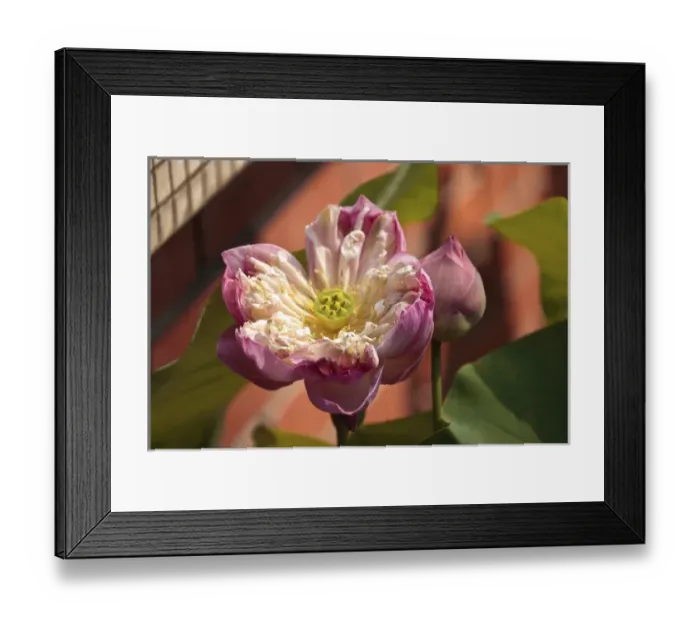 Framed Print : Malaysia, Penang. Close-up shot of opening double-petal lotus flower Framed Print : Malaysia, Penang. Close-up shot of opening double-petal lotus flower