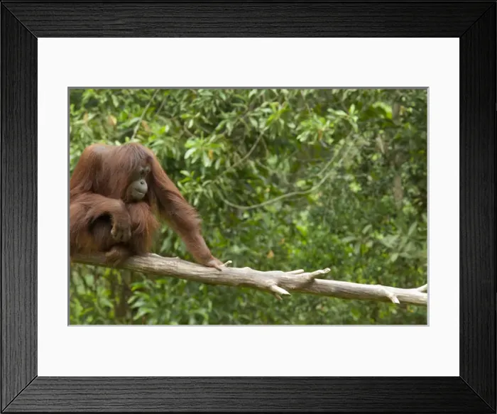 Framed Print : Malaysia, Island of Borneo, Sabah, Kota Kinabalu, Lok Kawi Wildlife Park. Bornean Orangutan