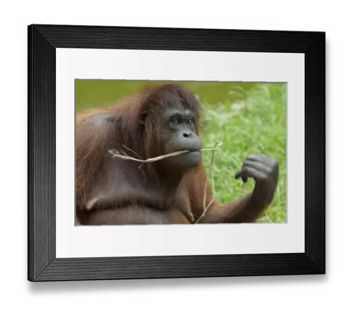 Framed Print : Malaysia, Borneo, Sabah, Kota Kinabalu, Lok Kawi Wildlife Park. Bornean Orangutan (Captive Framed Print : Malaysia, Borneo, Sabah, Kota Kinabalu, Lok Kawi Wildlife Park. Bornean Orangutan (Captive