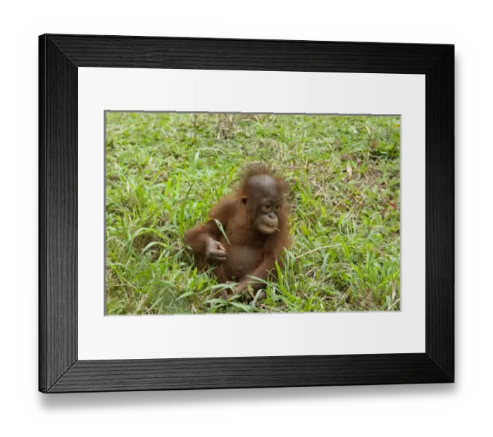 Framed Print : Malaysia, Island of Borneo, Sabah, Kota Kinabalu, Lok Kawi Wildlife Park. Baby Bornean Orangutan Framed Print : Malaysia, Island of Borneo, Sabah, Kota Kinabalu, Lok Kawi Wildlife Park. Baby Bornean Orangutan