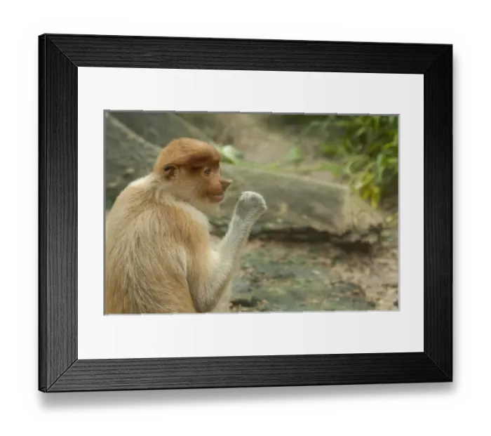 Framed Print : Malaysia, Island of Borneo, Sabah, Kota Kinabalu, Lok Kawi Wildlife Park. Proboscis monkey (Captive