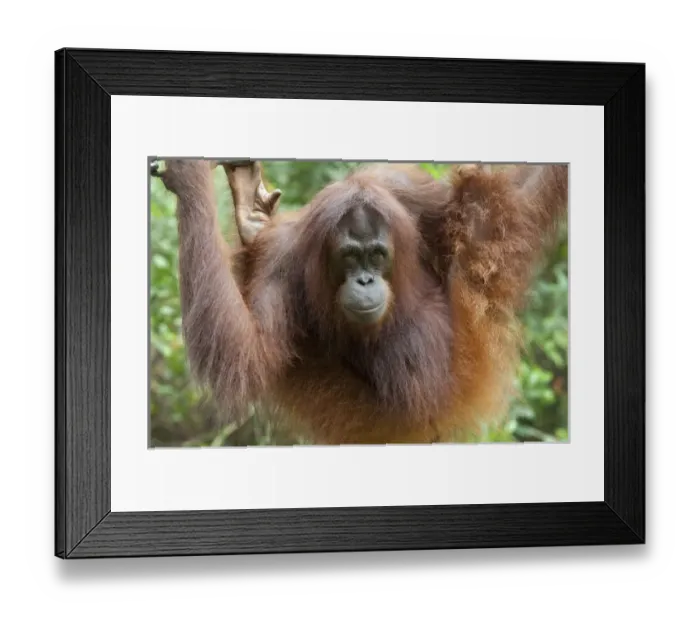 Framed Print : Malaysia, Borneo, Sabah, Kota Kinabalu, Lok Kawi Wildlife Park. Mature Bornean Orangutan (Captive Framed Print : Malaysia, Borneo, Sabah, Kota Kinabalu, Lok Kawi Wildlife Park. Mature Bornean Orangutan (Captive