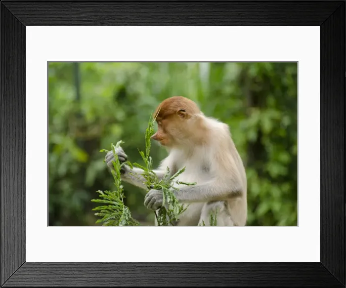 Framed Print : Malaysia, Island of Borneo, Sabah, Kota Kinabalu, Lok Kawi Wildlife Park. Proboscis monkey (Captive