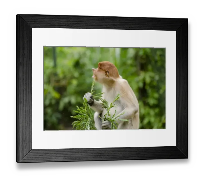 Framed Print : Malaysia, Island of Borneo, Sabah, Kota Kinabalu, Lok Kawi Wildlife Park. Proboscis monkey (Captive Framed Print : Malaysia, Island of Borneo, Sabah, Kota Kinabalu, Lok Kawi Wildlife Park. Proboscis monkey (Captive