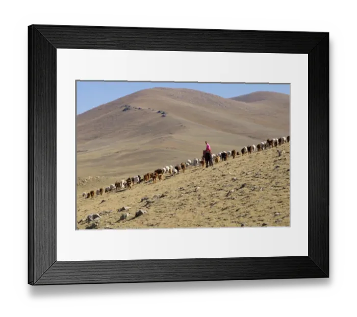 Framed Print : Asia, Western Mongolia, young female Goat herders on horseback. Editorial Only