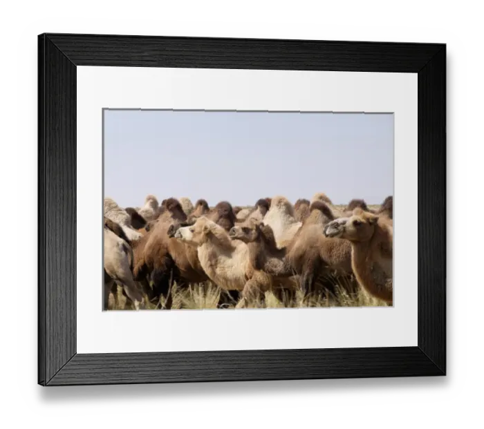 Framed Print : Asia, Mongolia, Western Mongolia, Lake Tolbo, Bactrian camels (Camelus bactrianus) Framed Print : Asia, Mongolia, Western Mongolia, Lake Tolbo, Bactrian camels (Camelus bactrianus)