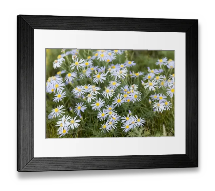 Framed Print : Asia, Mongolia, North Central Mongolia, Hustai National Park, operating to conserve ecosystems Framed Print : Asia, Mongolia, North Central Mongolia, Hustai National Park, operating to conserve ecosystems