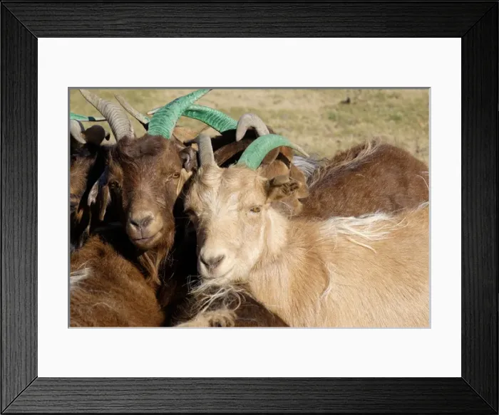 Framed Print : Asia, Mongolia, Altan Hokhii Mountain goats, gathered and tethered up for milking