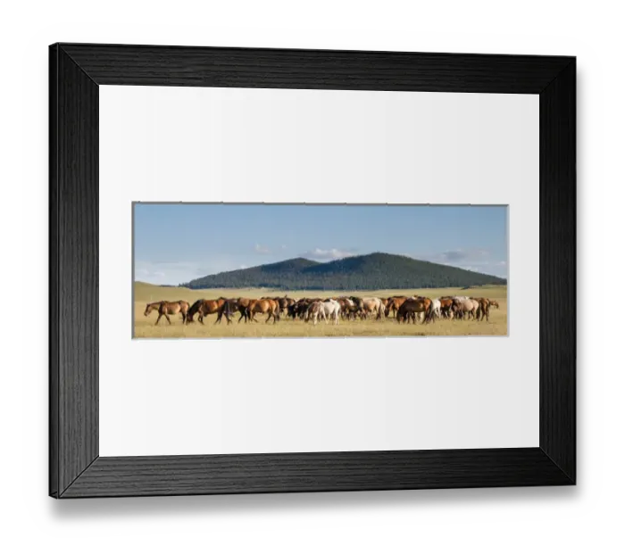 Framed Print : Horses being herded by riders. Mongolia