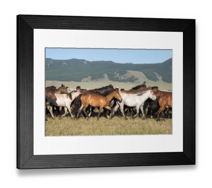 Framed Print : Horses being herded by riders. Mongolia Framed Print : Horses being herded by riders. Mongolia
