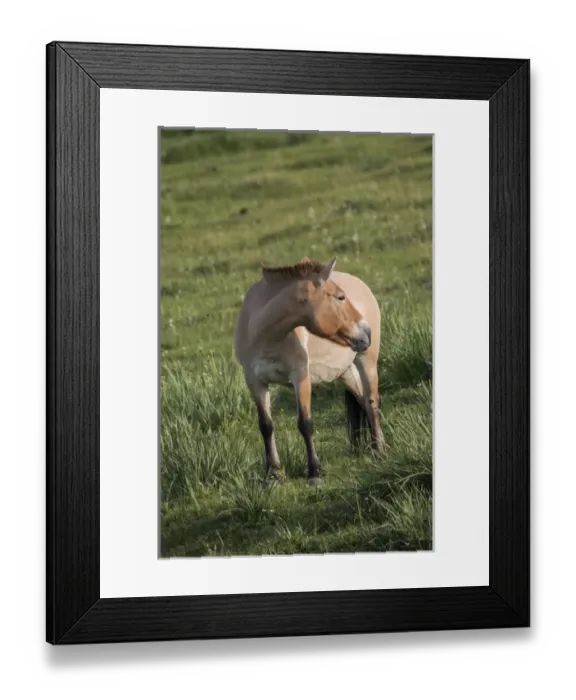 Framed Print : Mongolia, Hustai National Park, Przewalskis horse (takhi) or Dzungarian horse Framed Print : Mongolia, Hustai National Park, Przewalskis horse (takhi) or Dzungarian horse