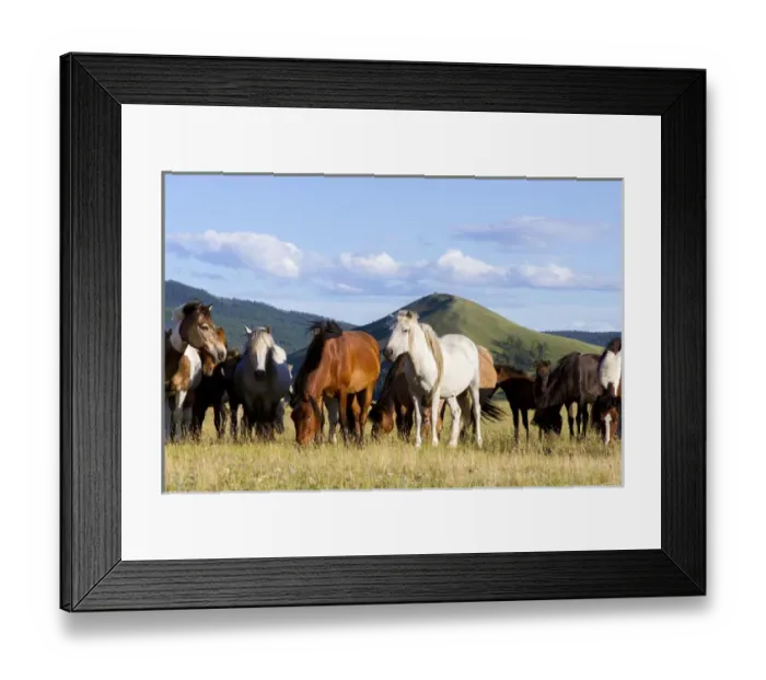 Framed Print : Horses being herded by riders. Mongolia Framed Print : Horses being herded by riders. Mongolia