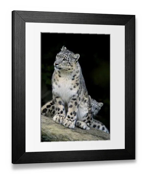 Framed Print : Snow Leopard, Uncia uncia, Panthera uncia, Asia Framed Print : Snow Leopard, Uncia uncia, Panthera uncia, Asia