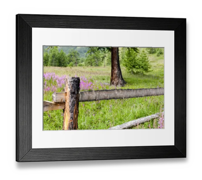 Framed Print : Mountain hike, rich wild flowers, Lake Hovsgol, Mongolia Framed Print : Mountain hike, rich wild flowers, Lake Hovsgol, Mongolia