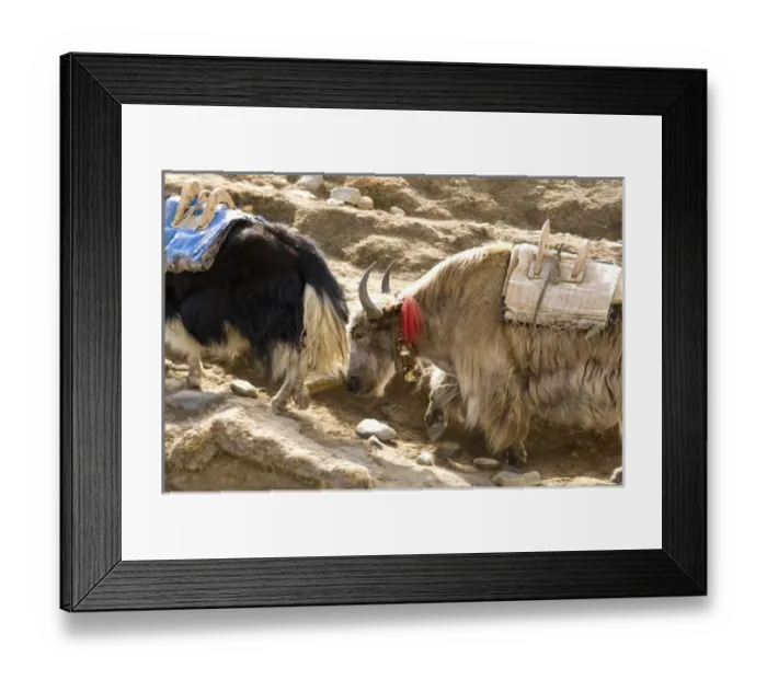 Framed Print : Nepal. Yak move along the Everest Base Camp Trail in Nepal Framed Print : Nepal. Yak move along the Everest Base Camp Trail in Nepal