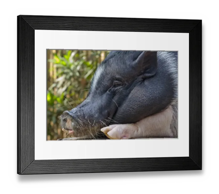 Framed Print : Hog, Philippines