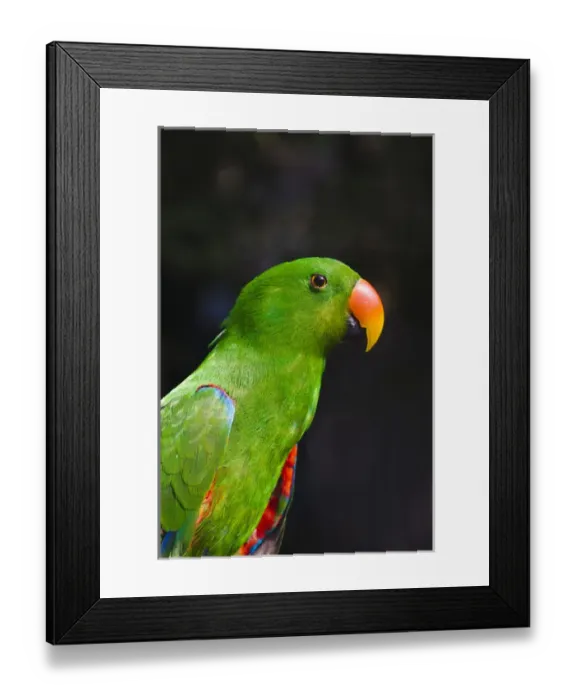 Framed Print : Parrot, Philippines Framed Print : Parrot, Philippines