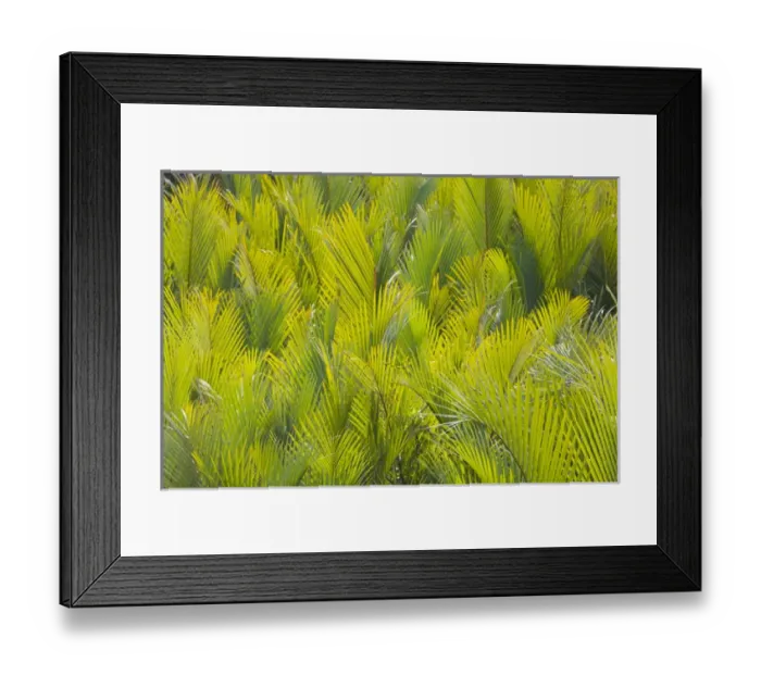 Framed Print : Ferns, Bohol Island, Philippines