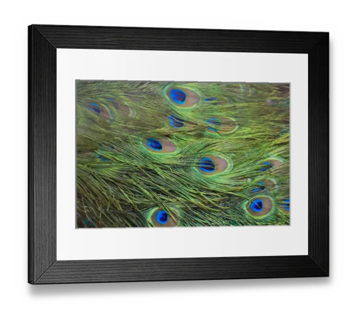 Framed Print : Peacock feathers, Manila, Philippines