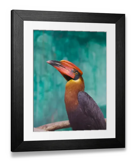Framed Print : Rufous Hornbill (Buceros hydrocorax), Philippines Framed Print : Rufous Hornbill (Buceros hydrocorax), Philippines