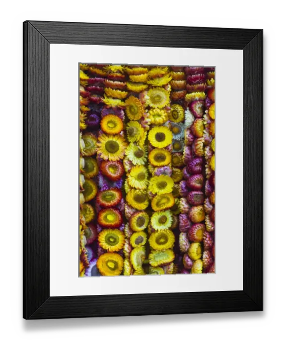 Framed Print : Flower wreaths, Baguio, Benguet Province, Philippines Framed Print : Flower wreaths, Baguio, Benguet Province, Philippines
