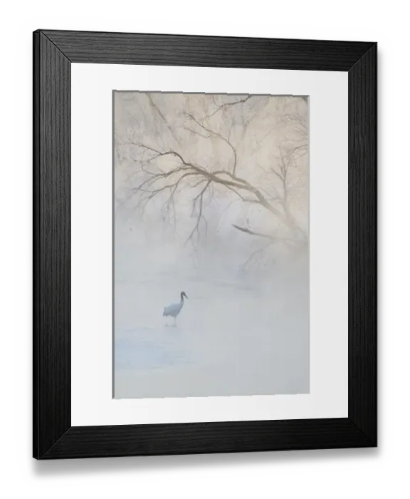 Framed Print : Japan, Hokkaido, Tsurui. A hooded crane walks through a cold river under hoarfrost-covered Framed Print : Japan, Hokkaido, Tsurui. A hooded crane walks through a cold river under hoarfrost-covered