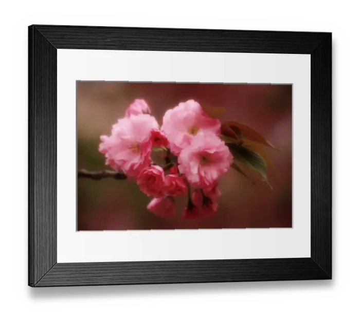 Framed Print : Asia, Japan, Osaka. Close-up of cherry blossoms on tree limb at Osaka Cherry Blossom Festival