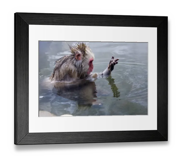 Framed Print : Asia, Japan, Nagano Mountains. Japanese macaque or snow monkey soaks in hot spring water Framed Print : Asia, Japan, Nagano Mountains. Japanese macaque or snow monkey soaks in hot spring water
