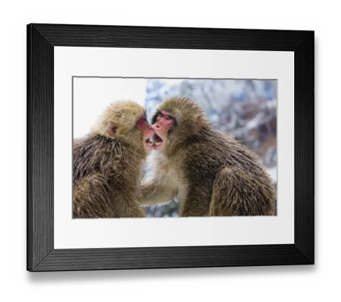 Framed Print : Asia, Japan, Nagano Mountains. Two Japanese macaques or snow monkeys playing. Credit as Framed Print : Asia, Japan, Nagano Mountains. Two Japanese macaques or snow monkeys playing. Credit as