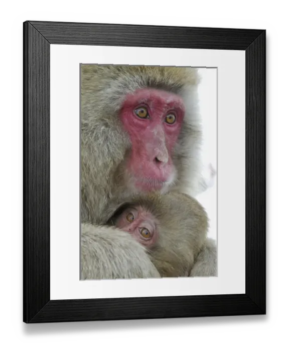 Framed Print : Japan, Jigokudani Monkey Park. Detail of a baby snow monkey clinging to its mother Framed Print : Japan, Jigokudani Monkey Park. Detail of a baby snow monkey clinging to its mother