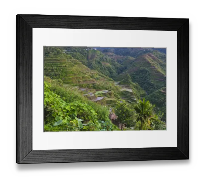 Framed Print : The Rice Terraces of the Philippine Cordilleras, UNESCO World Heritage site, Banaue