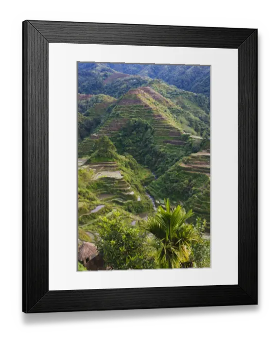 Framed Print : The Rice Terraces of the Philippine Cordilleras, UNESCO World Heritage site, Banaue Framed Print : The Rice Terraces of the Philippine Cordilleras, UNESCO World Heritage site, Banaue