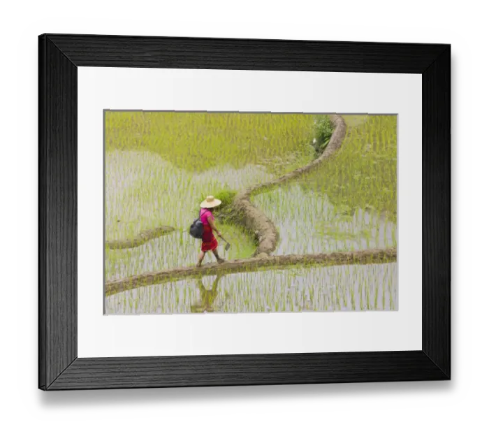 Framed Print : Igorot tribal woman with the Rice Terraces of the Philippine Cordilleras, UNESCO