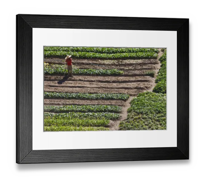 Framed Print : Terraced vegetable field, Banaue, Ifugao Province, Philippines Framed Print : Terraced vegetable field, Banaue, Ifugao Province, Philippines