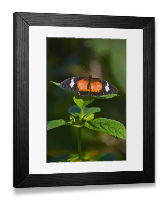 Framed Print : Plain Tiger Butterfly (Danaus chrysippus), Bohol Island, Philippines