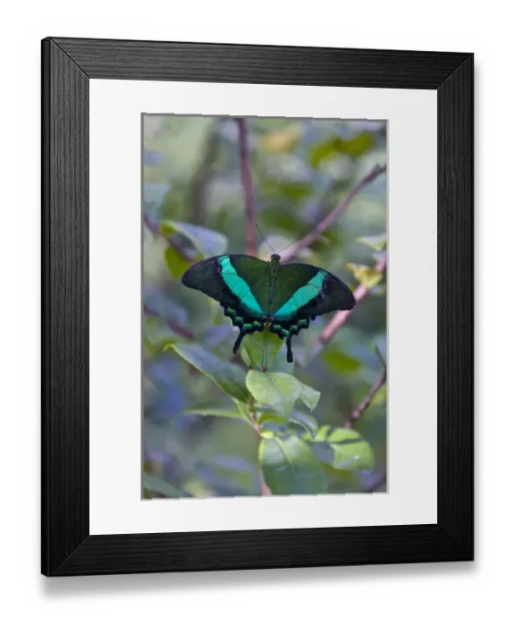 Framed Print : Emerald Swallowtail (Papilio palinurus), native to the Philippine Islands, Bohol Island