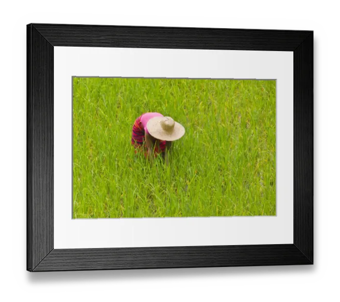 Framed Print : Igorot tribal woman works in the rice paddy, Banaue, Ifugao Province, Philippines Framed Print : Igorot tribal woman works in the rice paddy, Banaue, Ifugao Province, Philippines