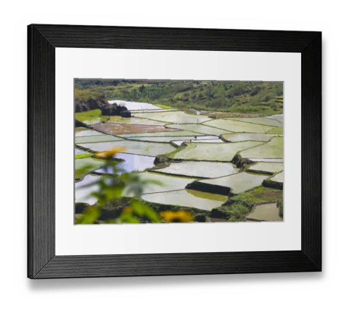 Framed Print : The Rice Terraces of the Philippine Cordilleras, UNESCO World Heritage site, Banaue